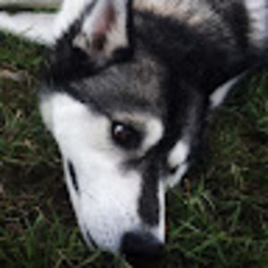 Meet your Posher, Vincent